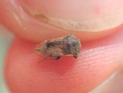 Image of Treehopper