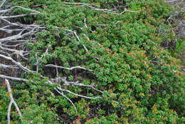 Слика од Arctostaphylos nummularia subsp. mendocinoensis (P. V. Wells) V. T. Parker, M. C. Vasey & J. E. Keeley