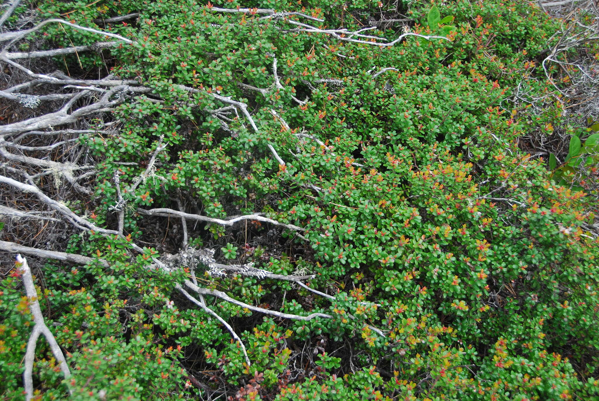 Слика од Arctostaphylos nummularia subsp. mendocinoensis (P. V. Wells) V. T. Parker, M. C. Vasey & J. E. Keeley