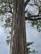 Image de Holoptelea integrifolia (Roxb.) Planch.