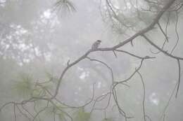 Image of Black-headed Jay