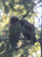 Image of California Spotted Owl