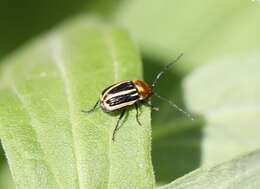 Image of Bassareus lituratus (Fabricius 1801)