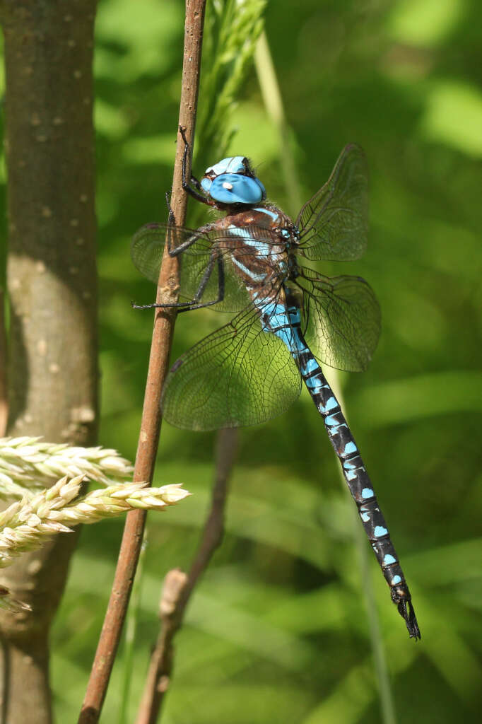 Image of Spatterdock Darner