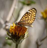 Dymasia dymas imperialis Bauer 1959 resmi