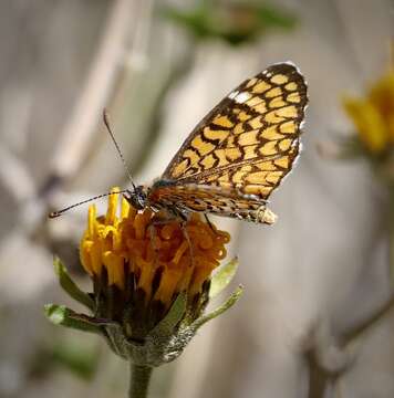 Image of Dymasia dymas imperialis Bauer 1959