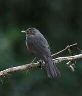 Image of Turdus rufiventris rufiventris Vieillot 1818