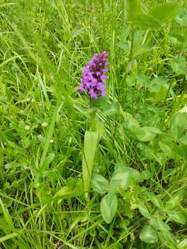 Imagem de Dactylorhiza umbrosa (Kar. & Kir.) Nevski