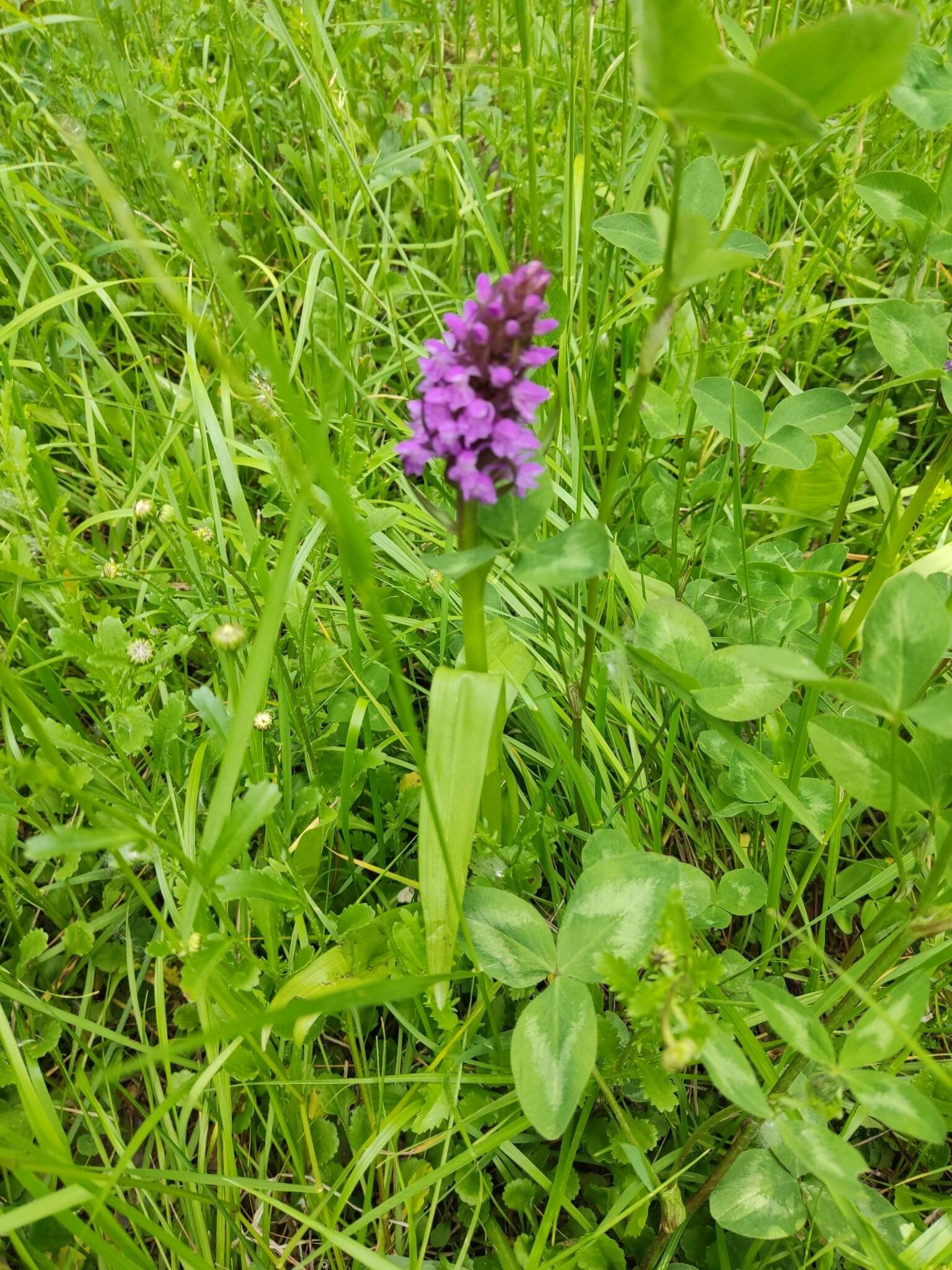 Image of Dactylorhiza umbrosa (Kar. & Kir.) Nevski