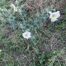 Plancia ëd Argemone aurantiaca G. B. Ownbey