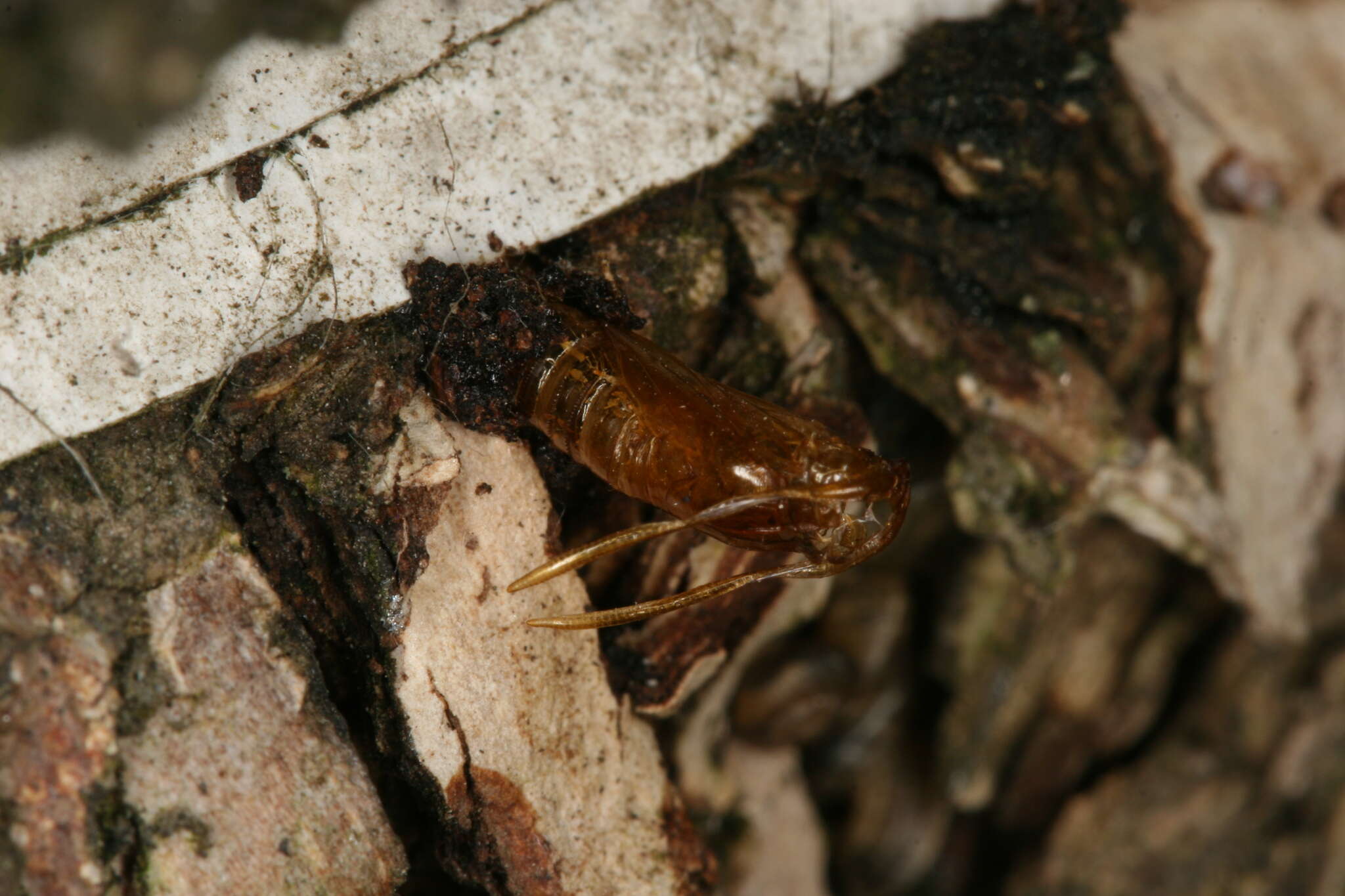 Image of Synanthedon spuleri Fuchs 1908