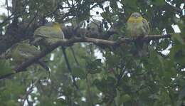 Image of Yellow-footed Green Pigeon