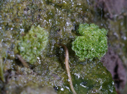 Image of hornwort