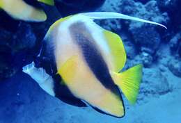 Image of Red Sea Bannerfish