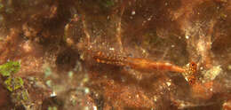 Image of Plume shrimp