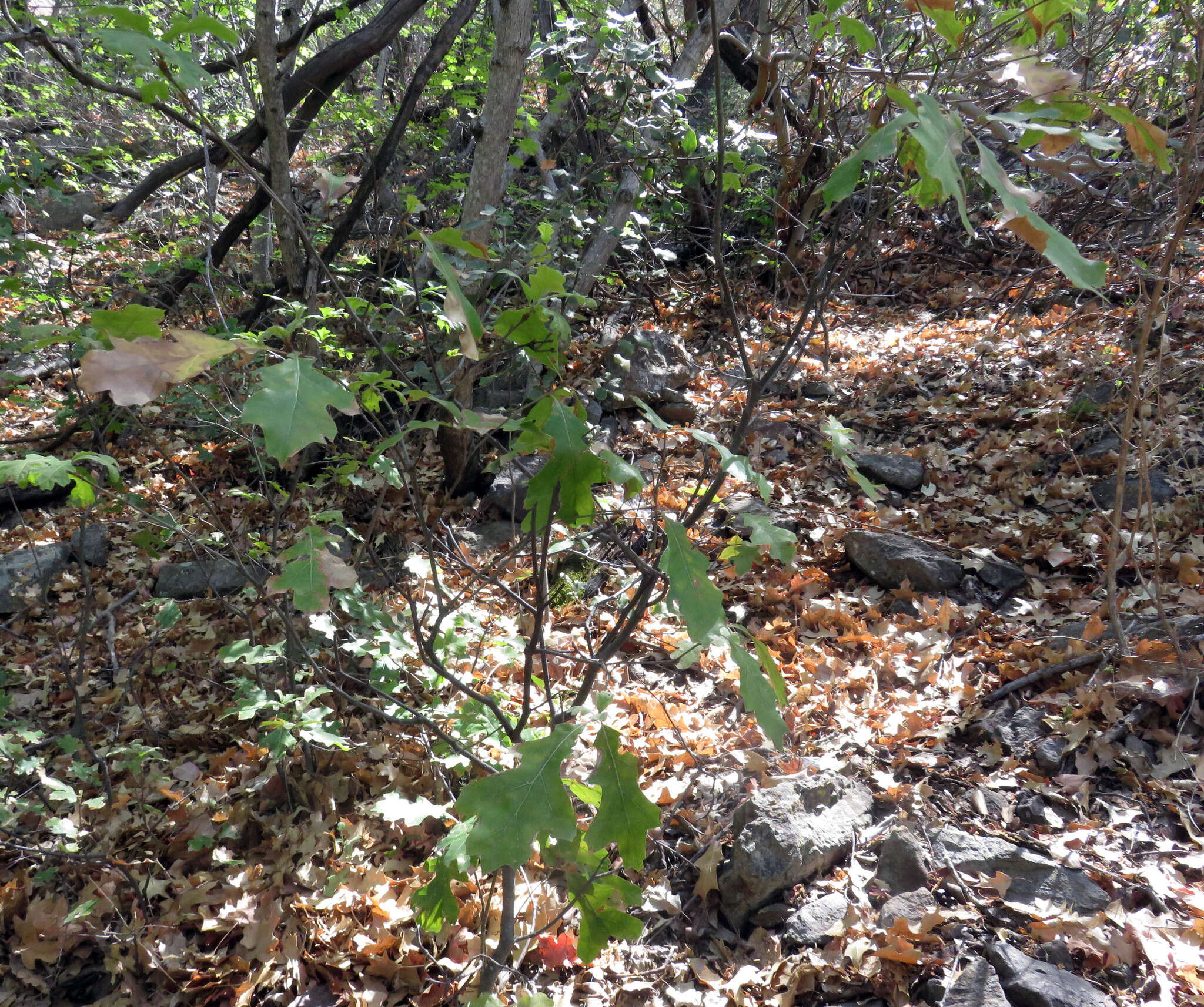 Image of Chisos red oak