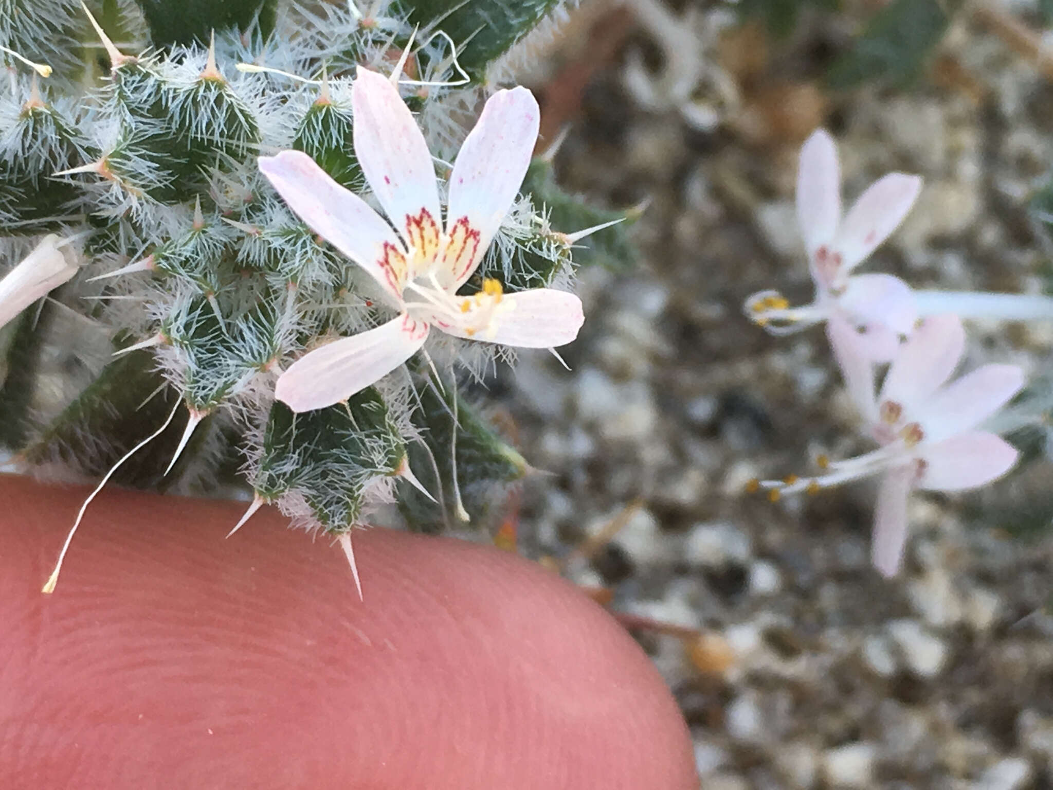 Слика од Loeseliastrum matthewsii (A. Gray) S. Timbrook