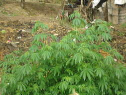 Imagem de Cannabis sativa subsp. indica (Lam.) E. Small & A. Cronquist