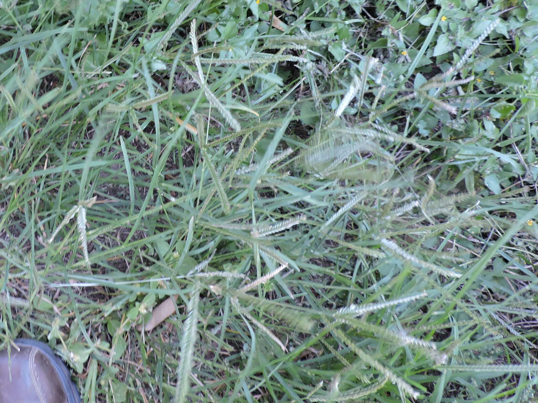 Image of Indian goosegrass