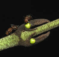 Imagem de Camponotus latangulus Roger 1863