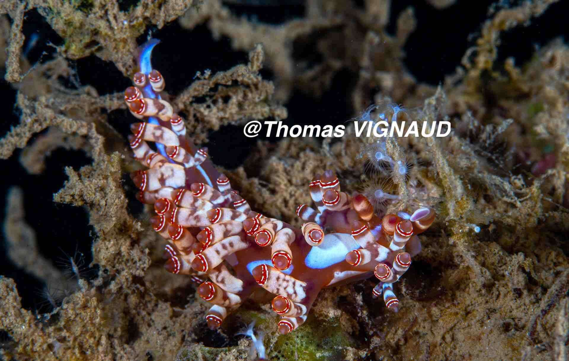 Image of Beautiful red-ring pastel slug