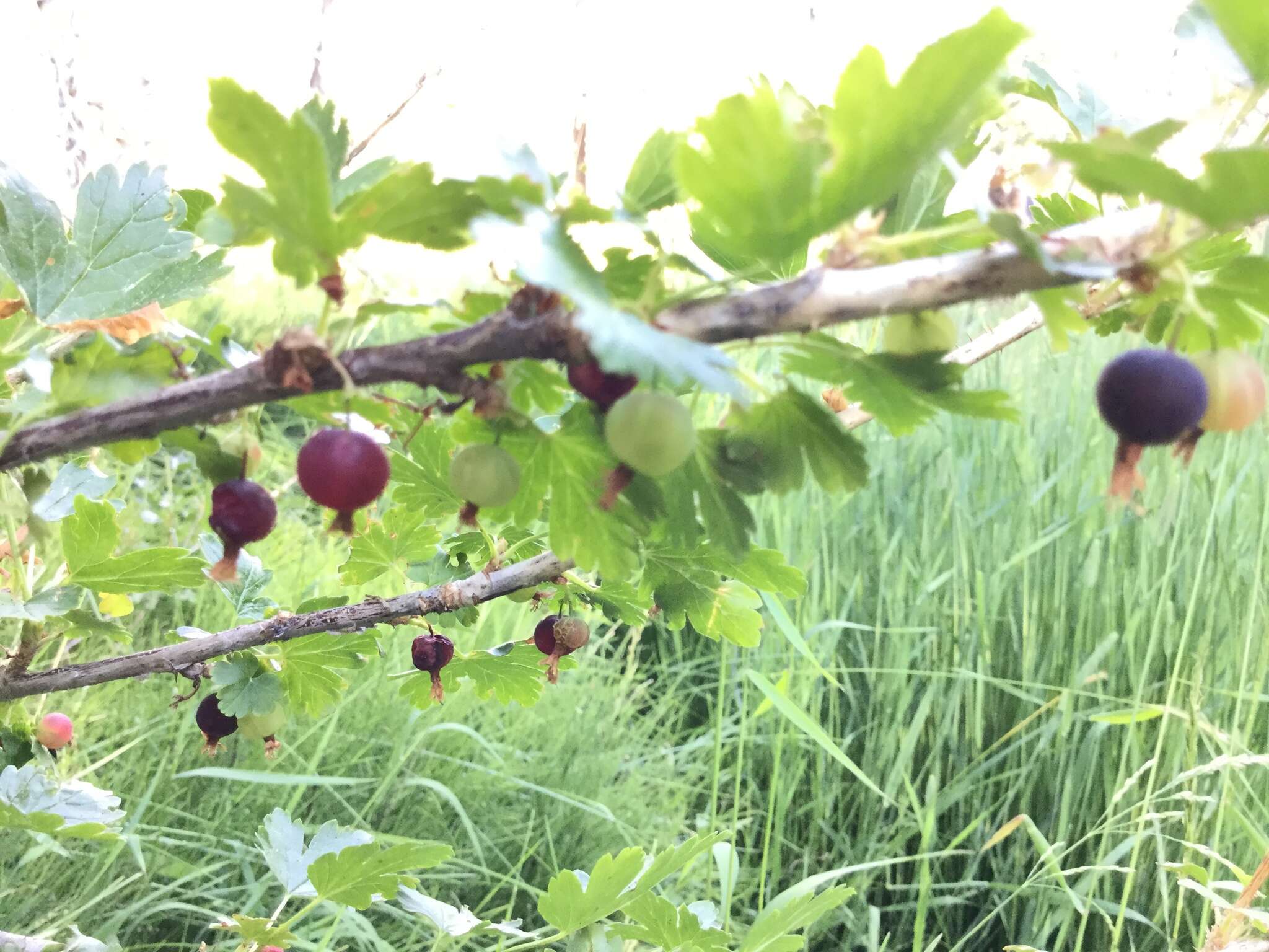 Image of Ribes inerme var. inerme