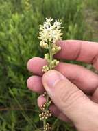 Image of coastal false asphodel