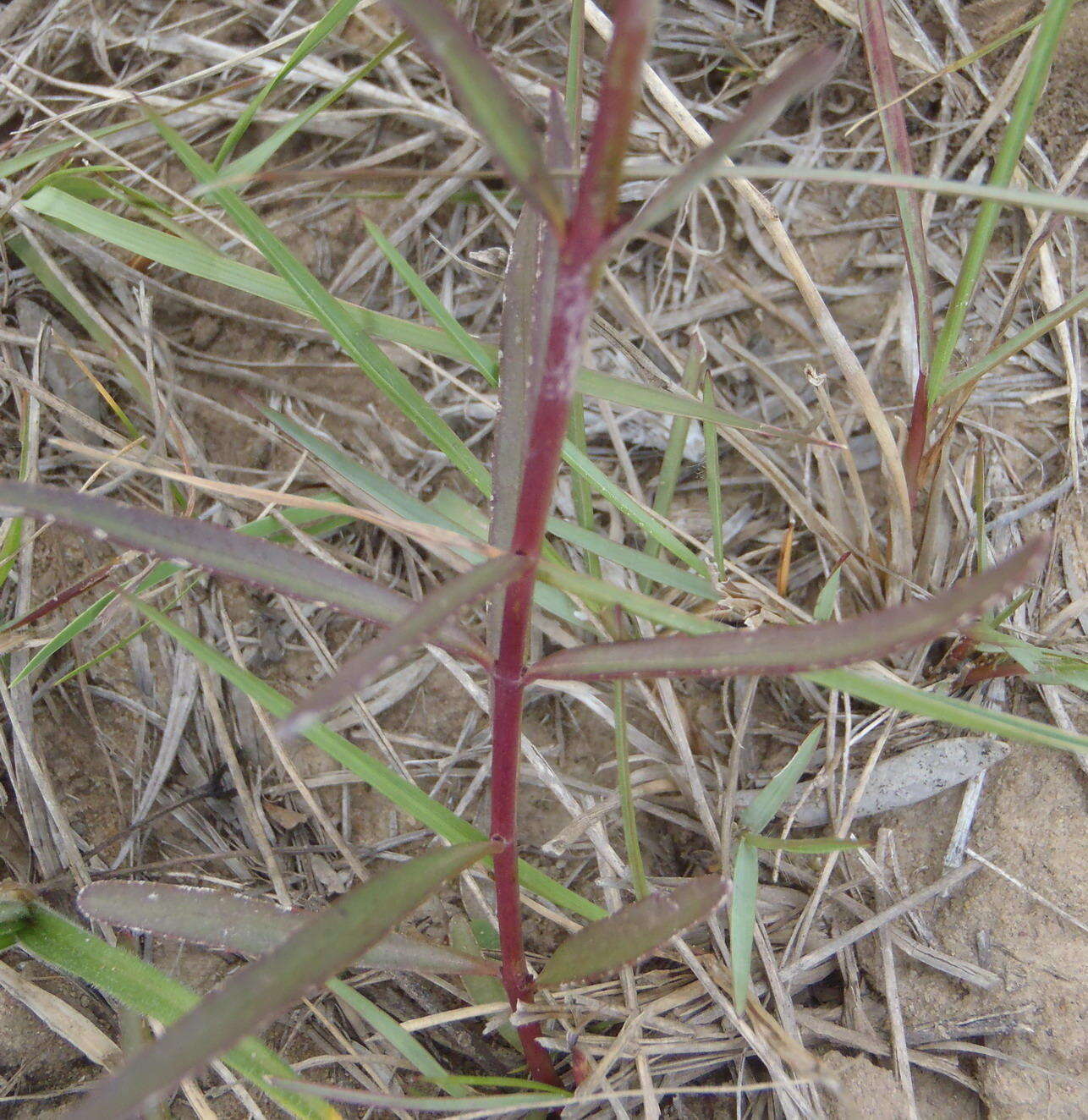 Image of Cycnium tubulosum subsp. tubulosum