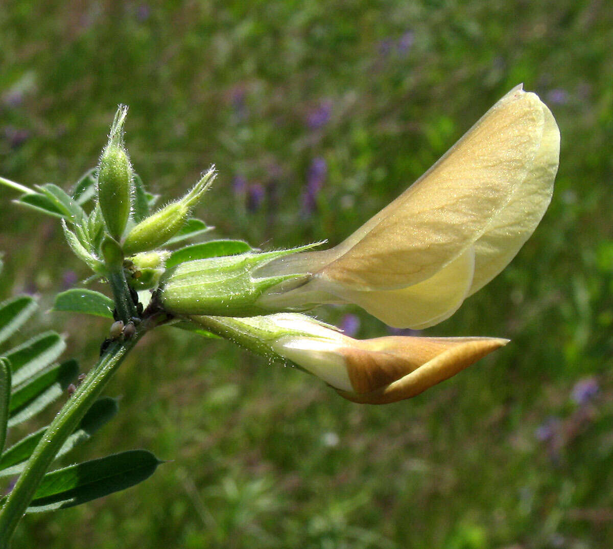 Imagem de Vicia grandiflora Scop.