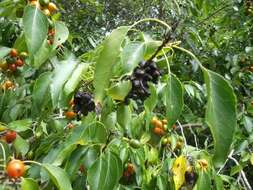 Cordia caffra Sond. resmi