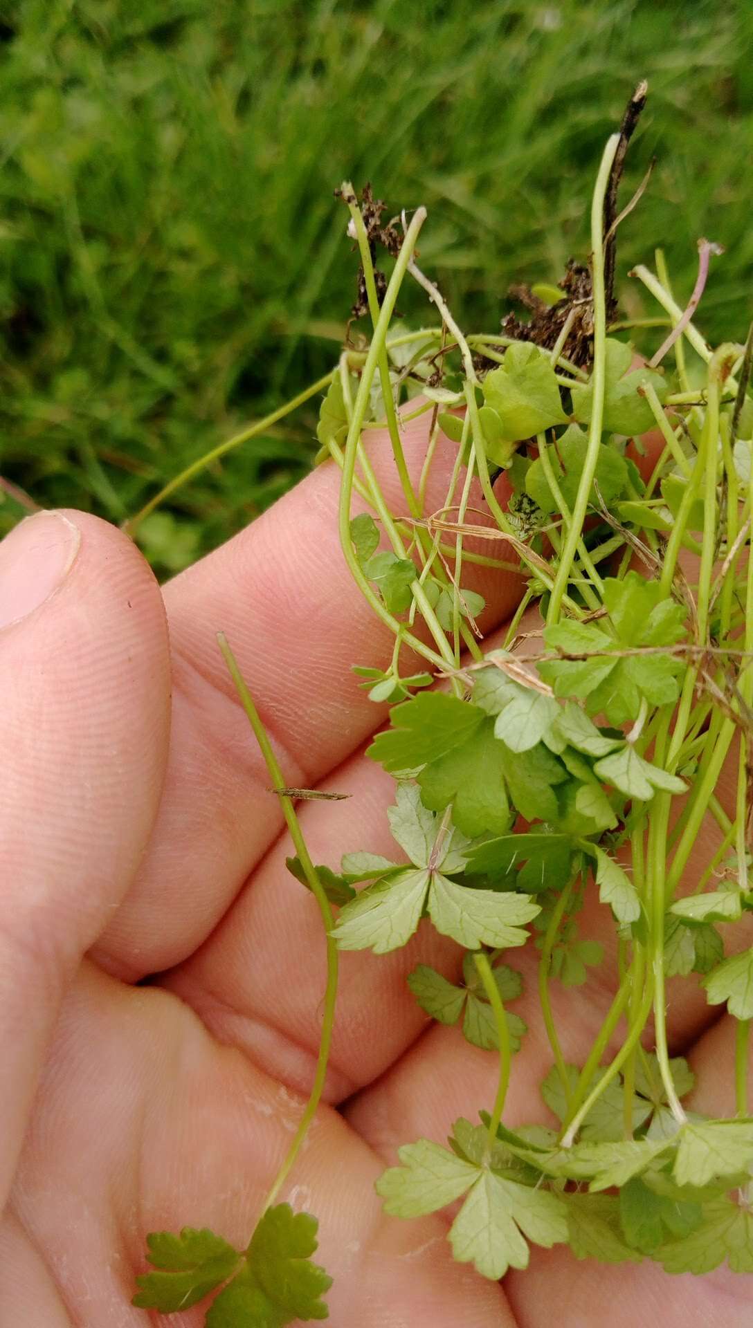 Image of Australian hydrocotyle