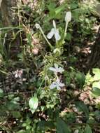 Image of wild leadwort