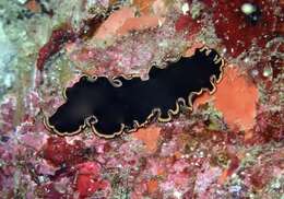 Image of red-rim flatworm