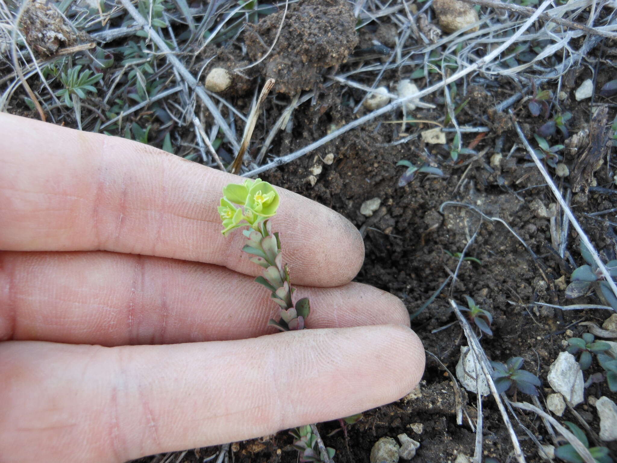 Image of wedgeleaf spurge