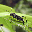 Image of Coffee-Borer