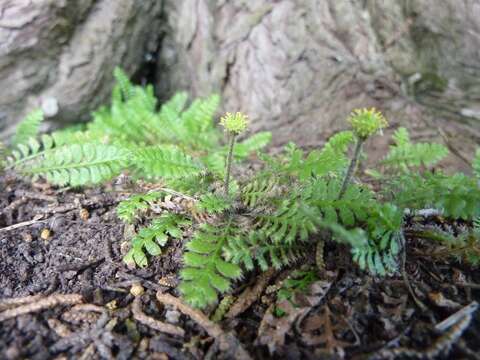 Image of Leptinella squalida Hook. fil.