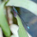 Image of Xiphiagrion cyanomelas Selys 1876