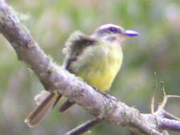 Image of Golden-crowned Flycatcher