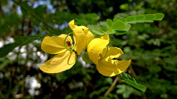Image of <i>Senna aversiflora</i> (Herbert) H. S. Irwin & Barneby