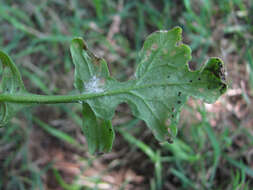 Imagem de Hyaloperonospora sisymbrii-loeselii