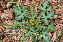 Image of Pacific blacksnakeroot