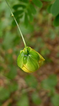 Image of <i>Senna aversiflora</i> (Herbert) H. S. Irwin & Barneby