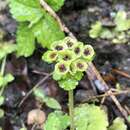 Image of Chrysosplenium japonicum (Maxim.) Makino