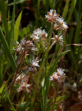 Image of Reseda orientalis (Müll. Arg.) Boiss.