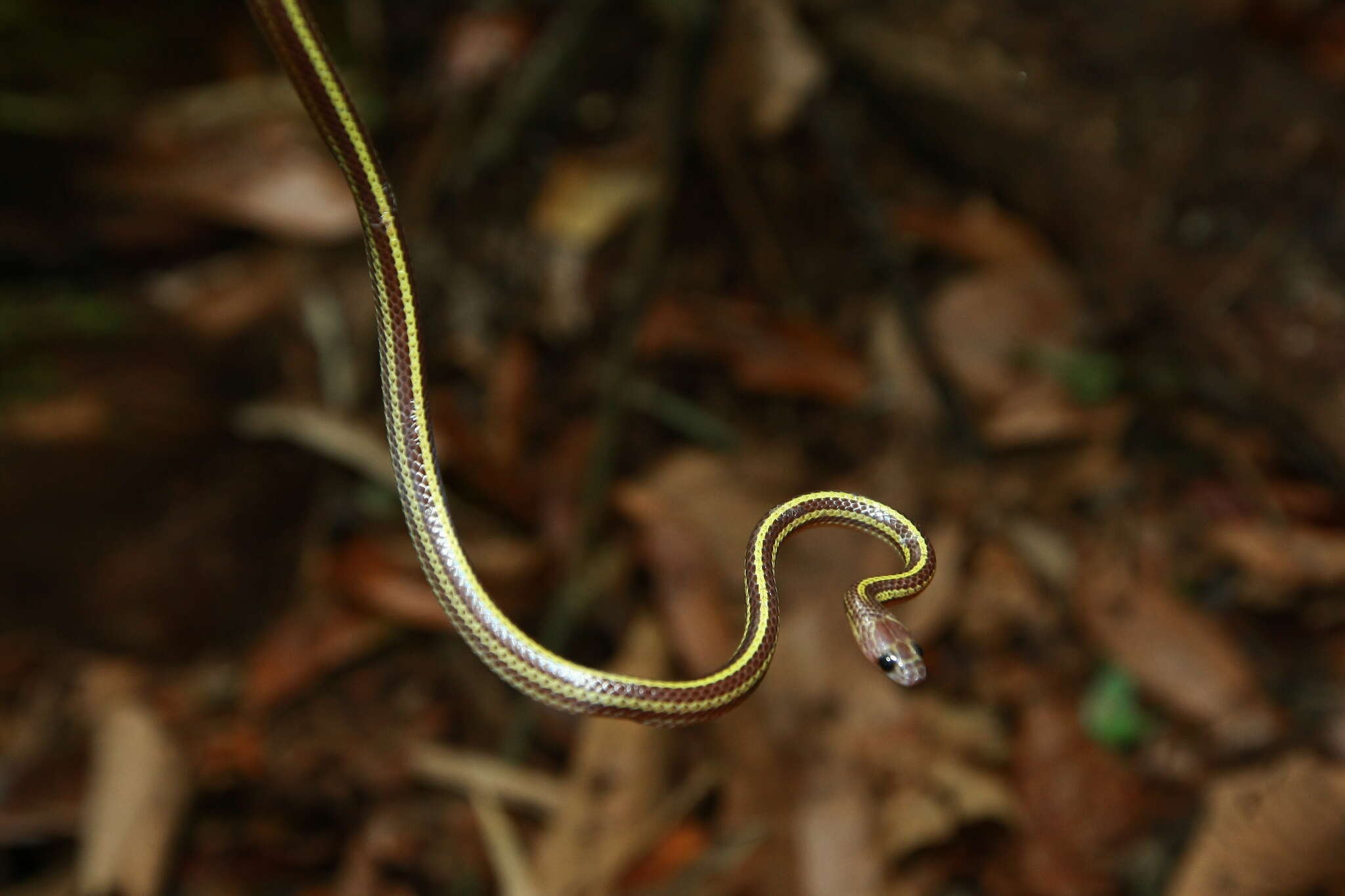 Imagem de Lycodon tristrigatus (Günther 1858)