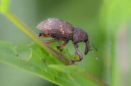 Hylobius transversovittatus (Goeze & J. A. E. 1777) resmi