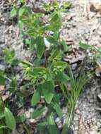 Image of sweet spurge