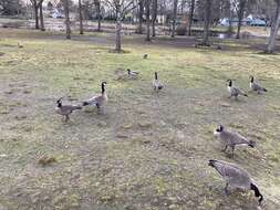 Image of Branta hutchinsii taverneri Delacour 1951