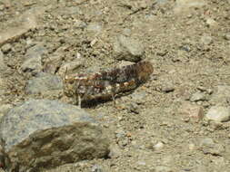 Image of Shasta Grasshopper