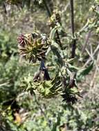 Image of Fountain Thistle